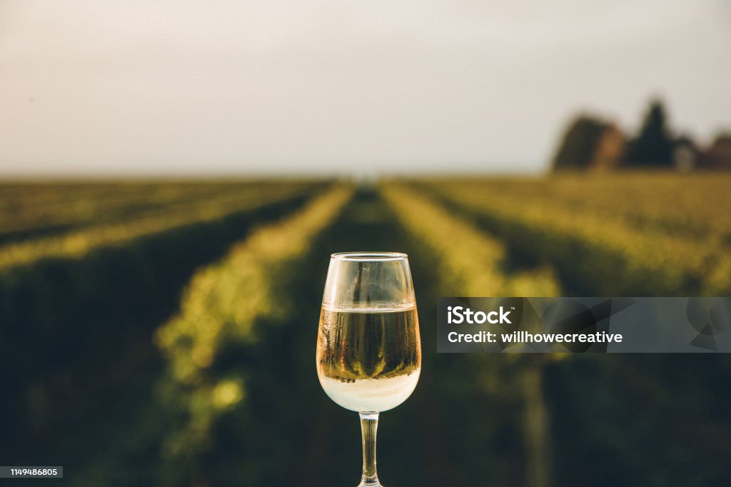 Свежий охлажденный бокал ледяного вина с видом на канадский виноградник во время летнего заката - Стоковые фото Вино роялти-фри