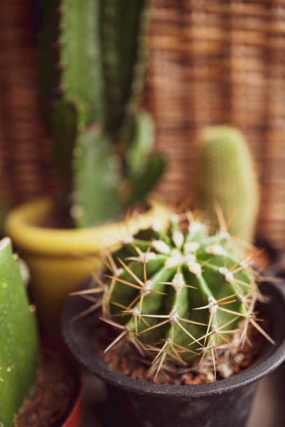 istock Beauty of Cactus Decoration 1149487706