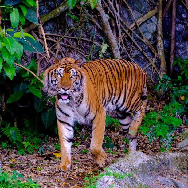 istock indochinese tiger in the open zoo 1149487828