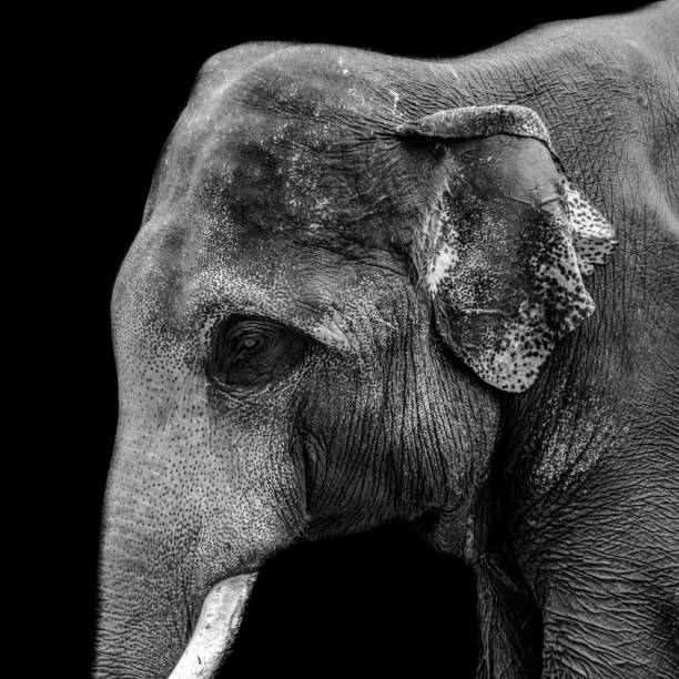 istock Close-up head of elephant 1149488087