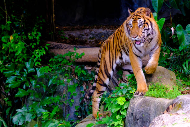 istock indochinese tiger in the open zoo 1149488119