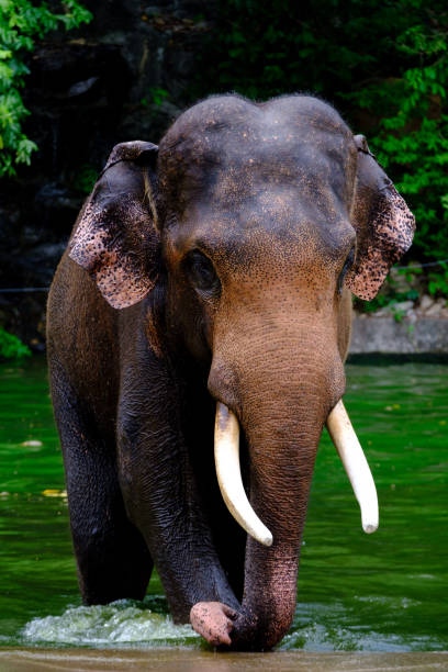 Close-up head of elephant