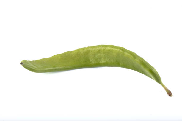 green carob pods isolated on white background.ceratonia siliqua, commonly known as the carob tree or carob bush. harnup tree.healthy organic sweet carob pods with seeds and leaves.healthy eating - ceratonia imagens e fotografias de stock