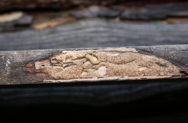 istock Worm that eats the wooden plank. Timber beetle. 1149493289
