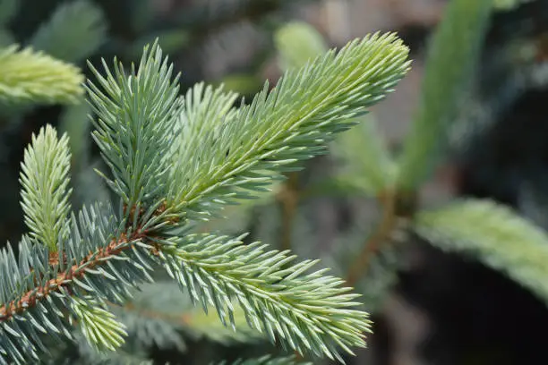 Photo of Fat Albert Colorado blue spruce