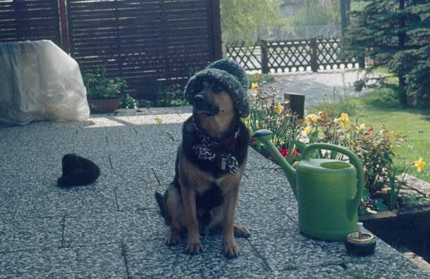 istock German shepherd with wool hat and scarf 1149494302