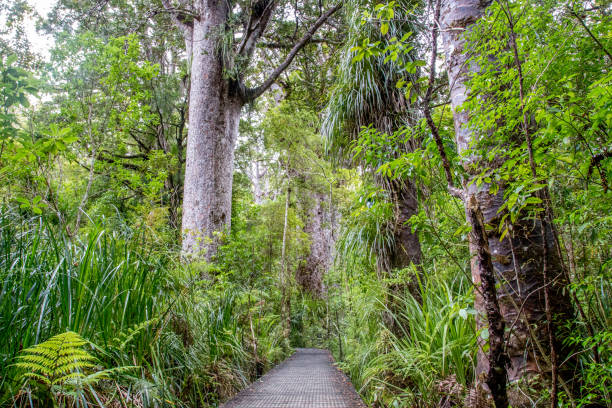 Kauri Tree Forest in New Zealand Wooden boardwlak and gigantic trees in Kauri Tree Forest on the North Island in New Zealand. waipoua forest stock pictures, royalty-free photos & images