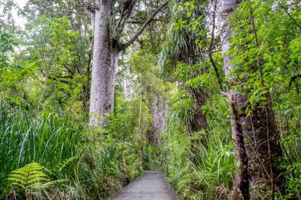 Wooden boardwlak and gigantic trees in Kauri Tree Forest on the North Island in New Zealand.