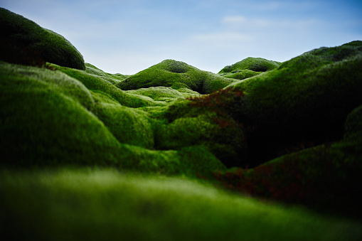 green moss nature background in Iceland.