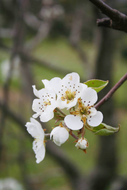 istock White Pear flowers on branch in the orchard. 1149501292
