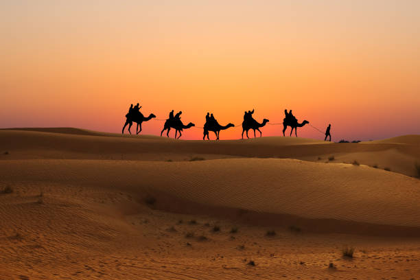 Camel caravan with tourists at sunset in Arabian Dessert stock photo