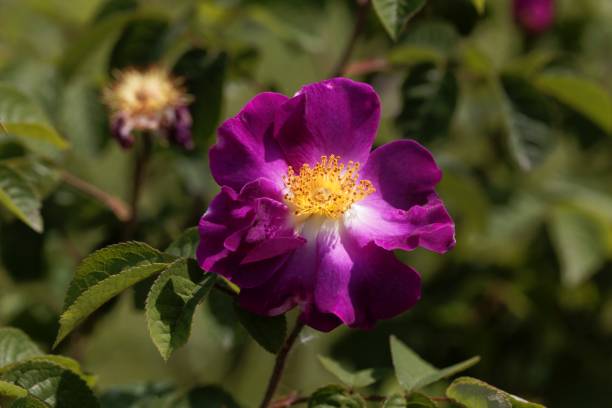 istock Flower of a purble Rosa violacea 1149505448