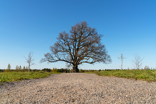 dirt track to a lonely old oak tree with no leaves in the field. spring landscape
