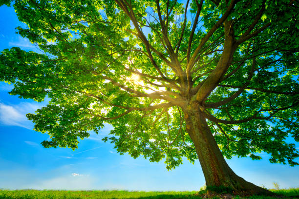 istock old maple tree with the sun behind and meadow 1149507073