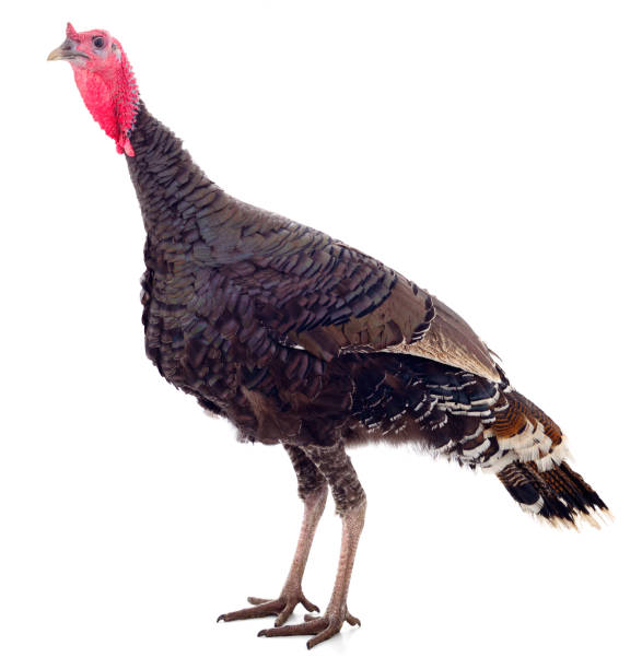 istock Young turkey bird isolated. 1149508386