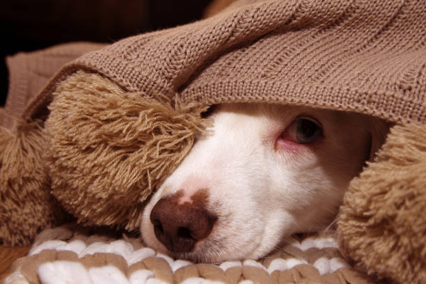 chien malade ou effrayé recouvert d’une couverture de gland chaud - heat dispersion photos et images de collection