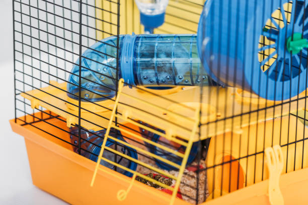 istock orange pet cage with hamster inside transparent plastic tunnel 1149517732