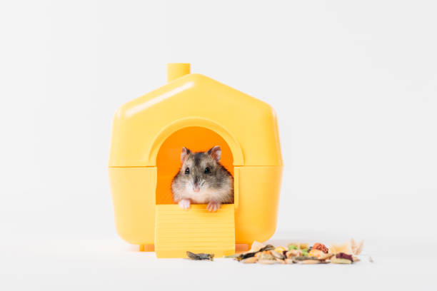 cute, funny hamster inside yellow plastic pet house on grey