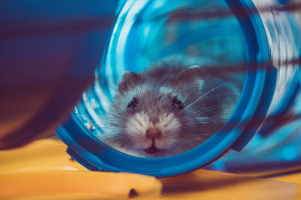 istock selective focus of cute hamster sitting in blue plastic tunnel 1149517840