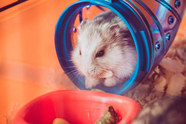 istock funny hamster eating nut while sitting in blue plastic tunnel 1149517917