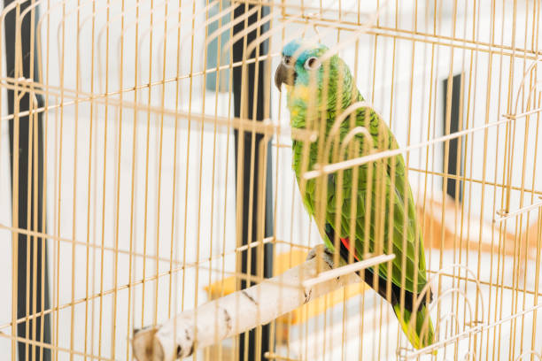 istock selective focus of bright green amazon parrot sitting in bird cage 1149518083