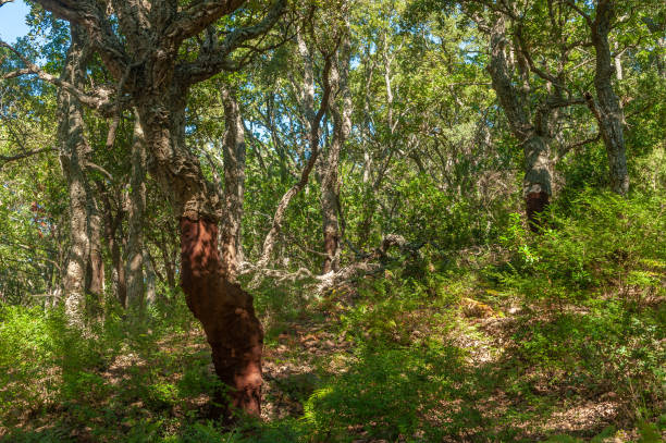 istock Forest with cork oaks near Frejus 1149522456