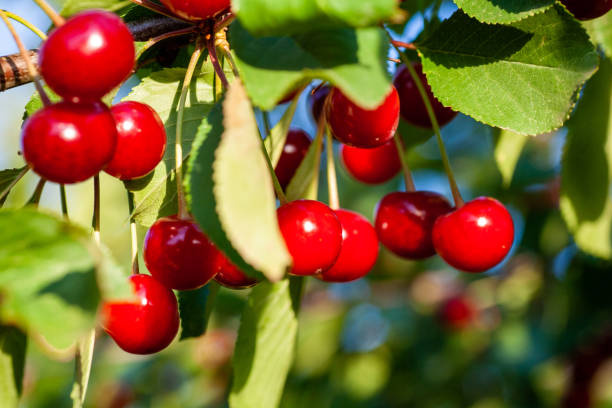 istock Cherries in the orchard 1149523101