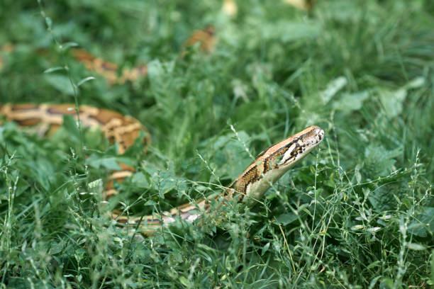 istock Phyton creeping in garden grass. 1149523125