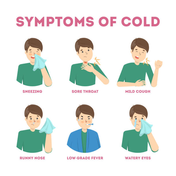 illustrations, cliparts, dessins animés et icônes de infographies des symptômes du rhume ou de la grippe - serviette autour du cou