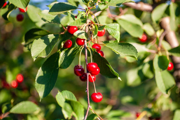 istock Cherries in the orchard 1149524336