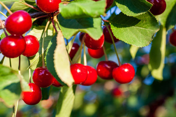 istock Cherries in the orchard 1149524343