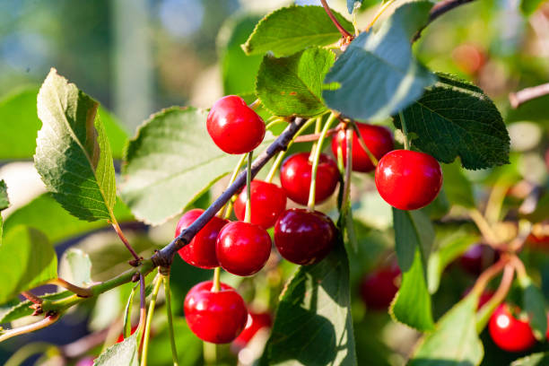 istock Cherries in the orchard 1149525024