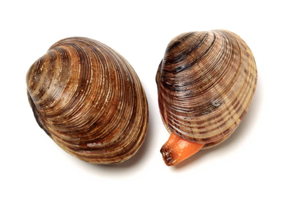 istock Stacked fresh raw clams on white background 1149527230