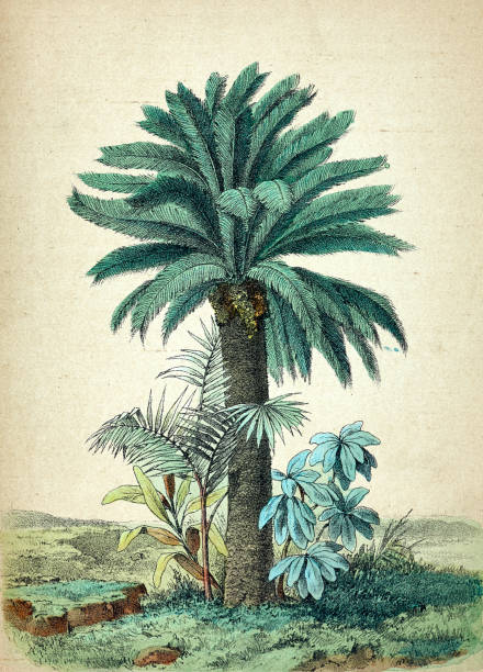 cycas revoluta, palma - antyczny ilustracje stock illustrations