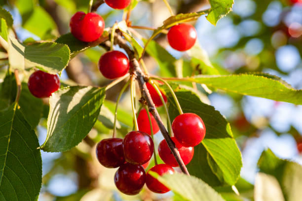 istock Cherries in the orchard 1149527914