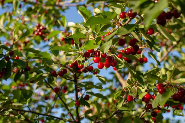 Ripe cherry fruit brightly red color on the branches of Ashinskaya Prunus subg. Cerasus. Barbados cherry. Acerola Orchard.