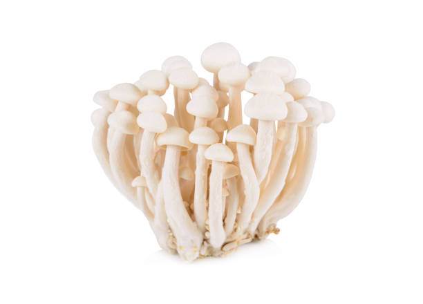 istock Bunashimeji mushroom, White beech mushrooms on white background 1149530877