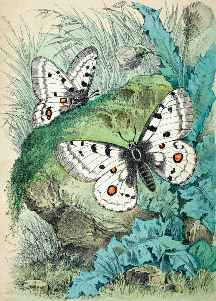 apollo butterfly - apollofalter stock-grafiken, -clipart, -cartoons und -symbole