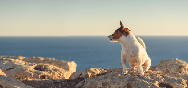 Lonely dog sitting on beach and looking at sea.