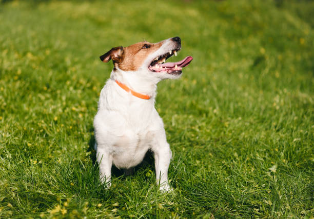 cão feliz que joga com segurança na grama verde que desgasta a anti pulga e colar do tiquetaque durante a estação de mola - tick dog flea pets - fotografias e filmes do acervo