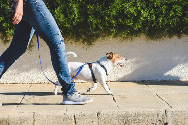 Dog walker strides with his pet on leash while walking at street pavement Jack Russell Terrier in harness walking on loose leash jeans photos stock pictures, royalty-free photos & images