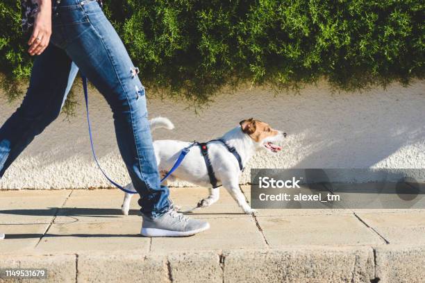 Dog Walker Strides With His Pet On Leash While Walking At Street Pavement Stock Photo - Download Image Now