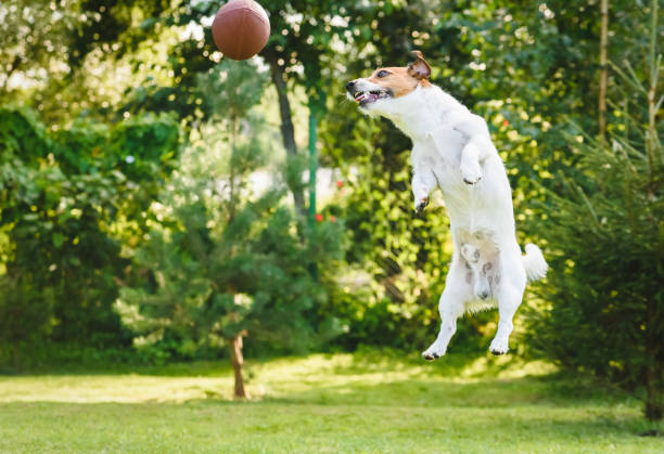 pies gra na podwórku skoki i połowu piłki rugby - puppy dog toy outdoors zdjęcia i obrazy z banku zdjęć