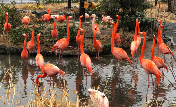 istock Group of flamingo standing in water 1149531816