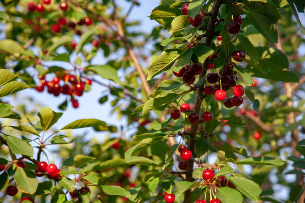 istock Cherries in the orchard 1149534246