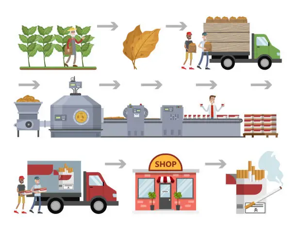 Vector illustration of Tobacco for cigarette production