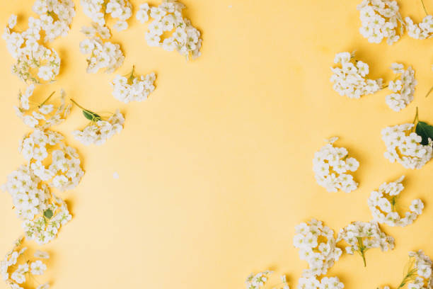 istock Spring flowers. White flowers on yellow background. 1149535889