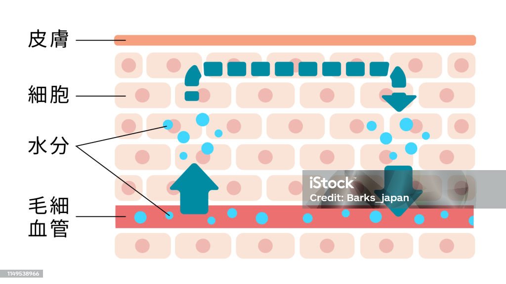 Illustration of normal skin condition (Normal moisture circulation) / Japanese Capillary - Body Part stock vector