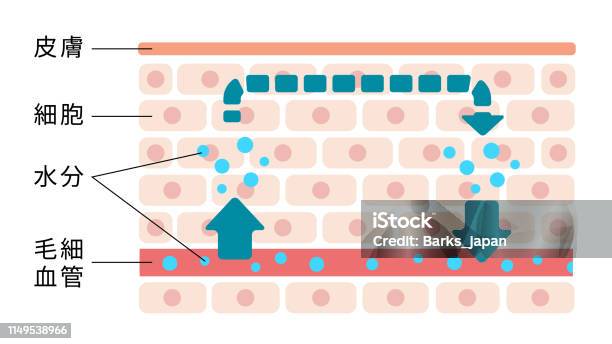 Illustration Of Normal Skin Condition Japanese Stock Illustration - Download Image Now