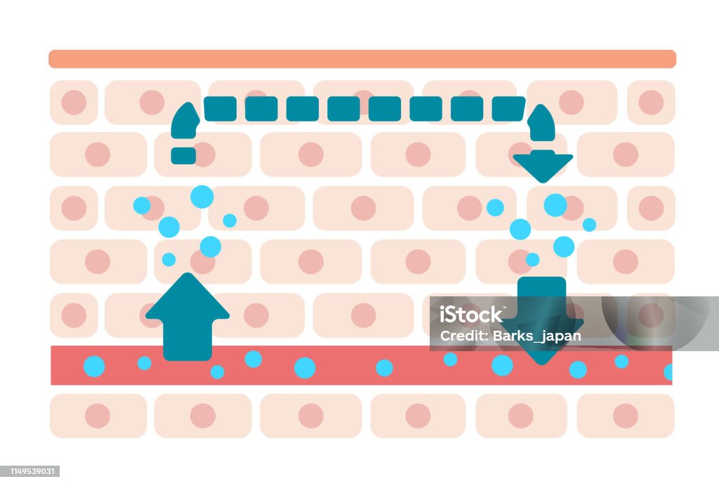 Illustration of normal skin condition (Normal moisture circulation) / no text Anatomy stock vector